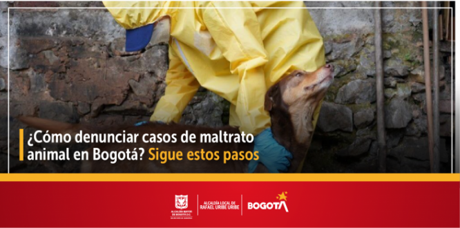 ¿Cómo denunciar casos de maltrato animal en Bogotá? Sigue estos pasos