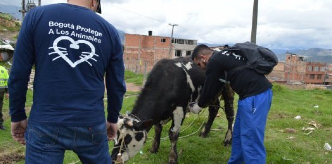 Veterinarios chequean a una vaca en la localidad ruu