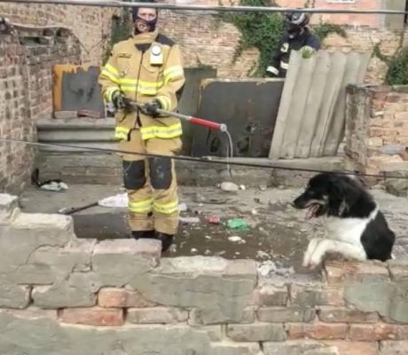 En video: varios perros fueron rescatados tras pasar varios días solos y sin comida en Bogotá